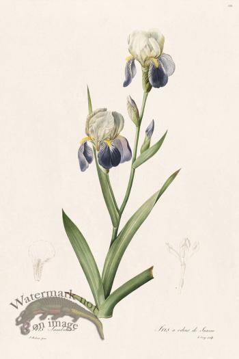 Les Liliacees Redoute 338